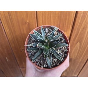 Agáve kráľovská (Agave victoriae-reginae) – výška 5 cm, Ø 10 cm, kont. P11